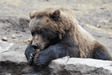 Bear at Lake Superior Zoo